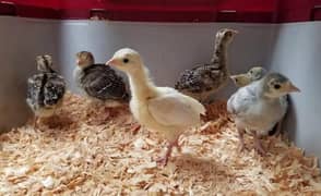 turkey chick and breeder pair for sale finishing setup
