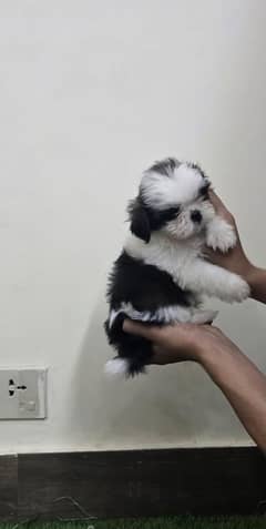 Shih Tzu Puppies