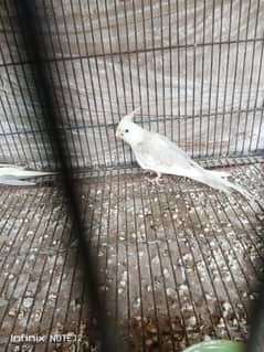 cocktail for sale nail tail fly everything is okay price fnf