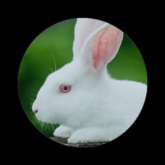 New Zealand white breeder female
