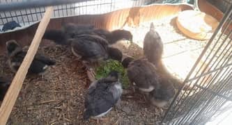 australorp