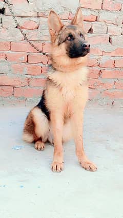 German Shepherd Dog Fully active 03254686144