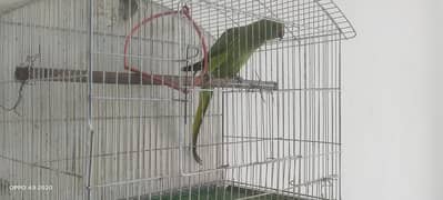 Jumbo size Ringneck female