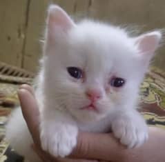 Persian cats for sale