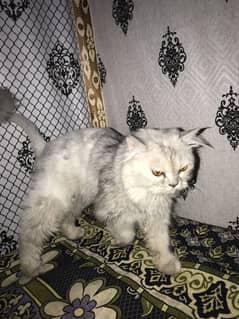Female cat for sale