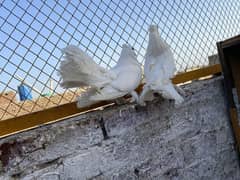 Lakka pigeon for sale