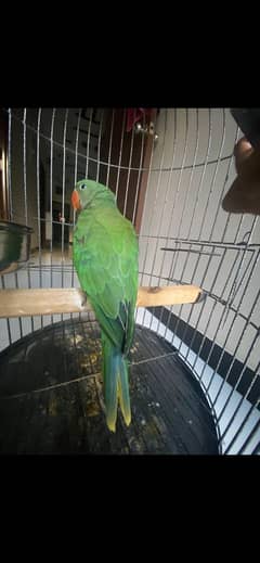 my parrot TETE