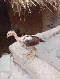Aseel chickes