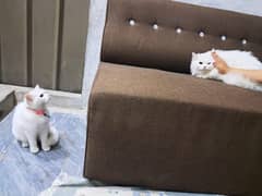 Cute Persian Cats For sale. . .