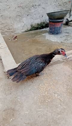 Muscovy
