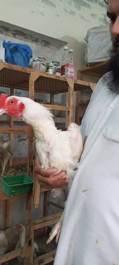 white Aseel Heera Murga Paper White