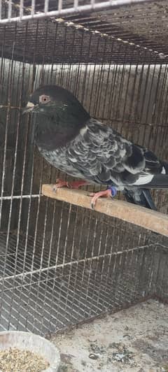 kasori male