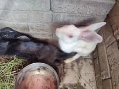 3 female 1 male breeder end 3 male UN ki age 4 moth hn wo iny ka bachy