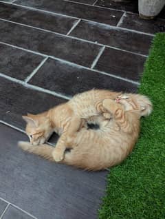 kittens for adoption