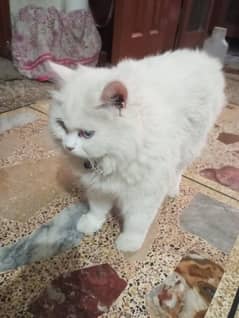 Persian double coat  with blue eyes.
