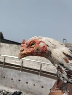 miyawali aseel murgi eggs ka liye ready