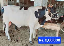 2 dant bull for sale