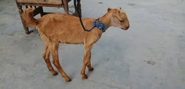 hyderabadi golden tapra