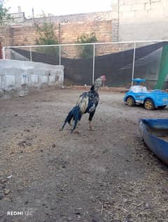 Aseel sawa jawa