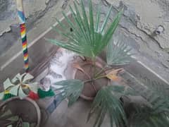Persian + Stray Mixed Cat Pair for Sale – 7Months Old, Friendly