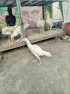 chicks