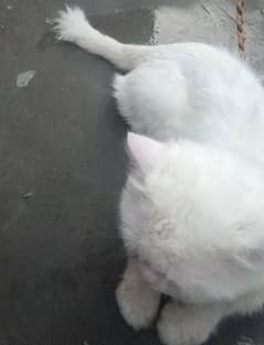 Siberian white cat for sale