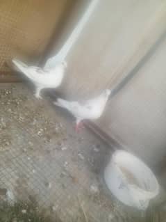 aik pair hai ur 3 is k bachay hai. ugant for sall hai . no. 03136673125