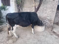 10 days in calving