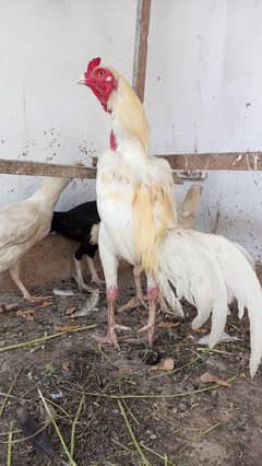 white aseel cock with  3 hens