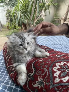 Pair of persian kittens for sale cats