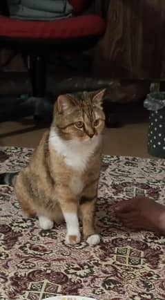 cat