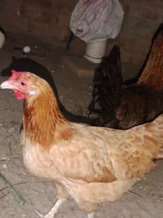 Misri hens