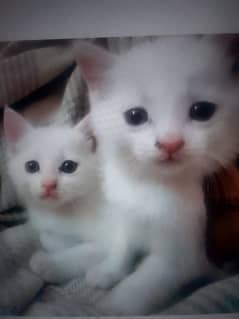 1 month age hn cats ki 2no females hn