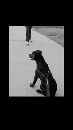 Black Labrador Female