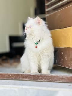 Cat age 8 month