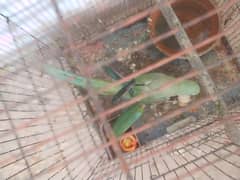 raw parrot female. .