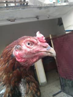 Aseel