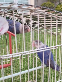 love bird breeder Pair Blue fishery