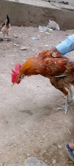 breeder
