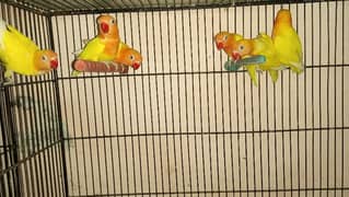7 pathy love Birds