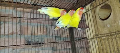love birds
