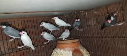 love birds