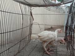 white Aseel Heera chicks