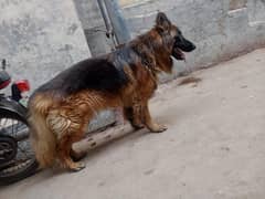 German