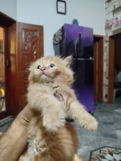 Persian female cat