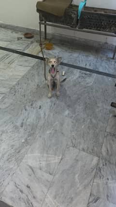 German shepherd and belgian malinois ka mix hai