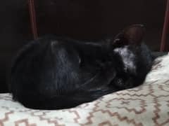 Kitten for Adoption