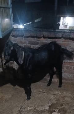 bakra 4 dant