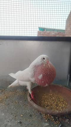 Norwich Pure White Young Fertile Male and Jacobin Female Egg laying