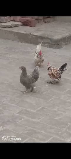 Fancy Hens